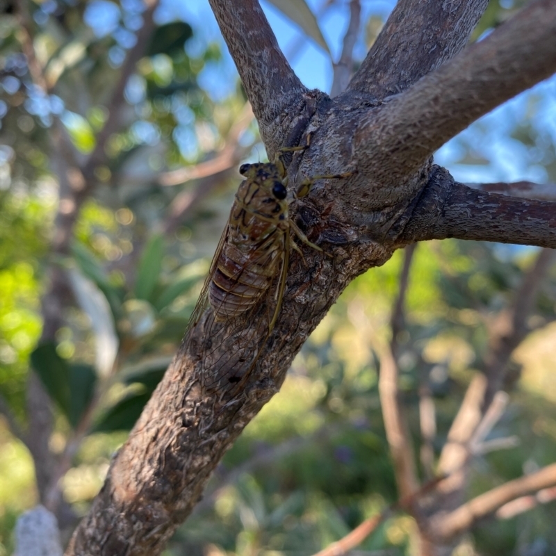 Tamasa tristigma