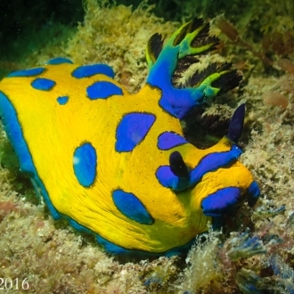 Tambja cf. verconis - this species differs from the true T. verconis with the presence of black circles around each blue spot. (Animal pictured from Port Stephens NSW)