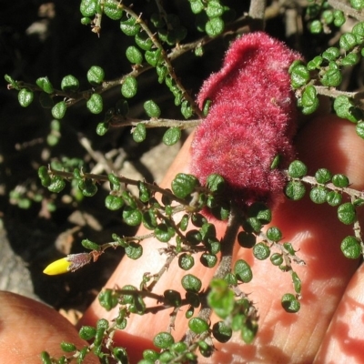 Tanaostigmodes sp. (genus) (Undescribed)