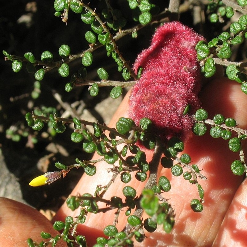 Tanaostigmodes sp. (genus) (Undescribed)