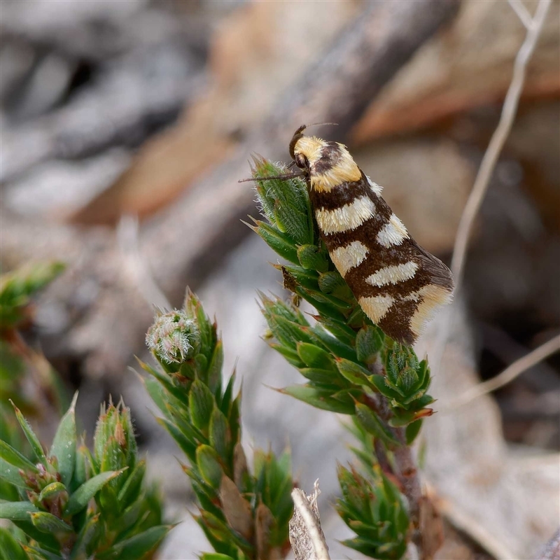 Tanyzancla argutella