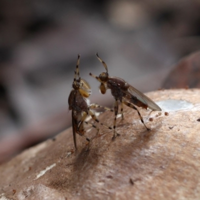 Tapeigaster annulipes