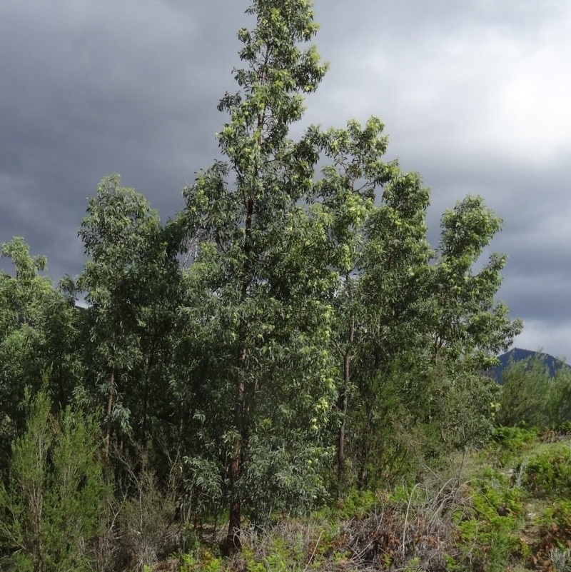 Acacia obliquinervia