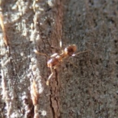 Tapinoma sp. (genus)