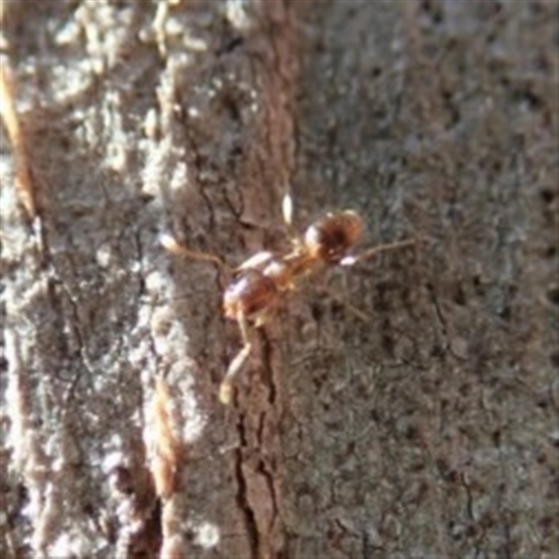 Tapinoma sp. (genus)