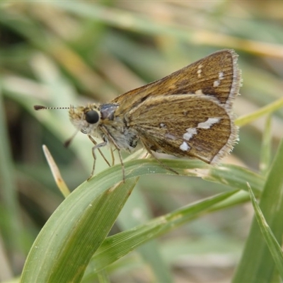 Taractrocera papyria