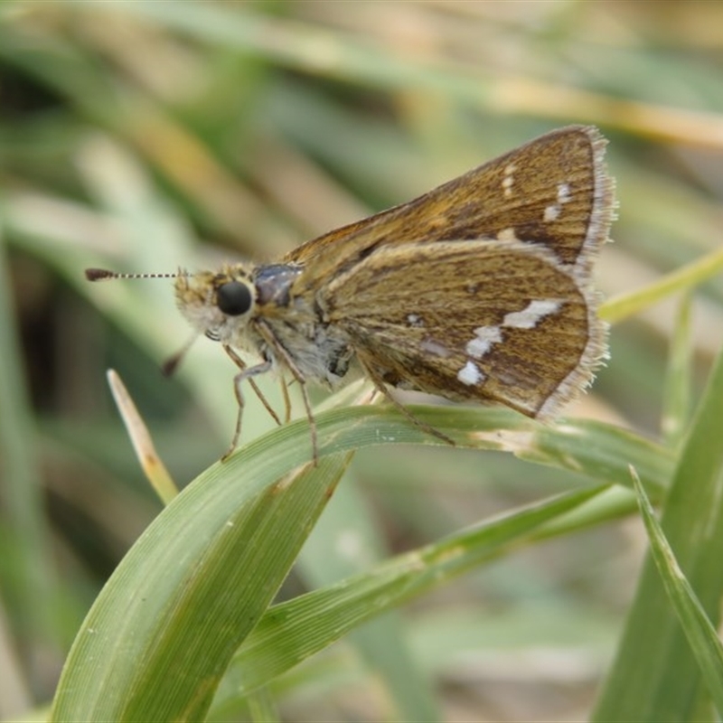 Taractrocera papyria