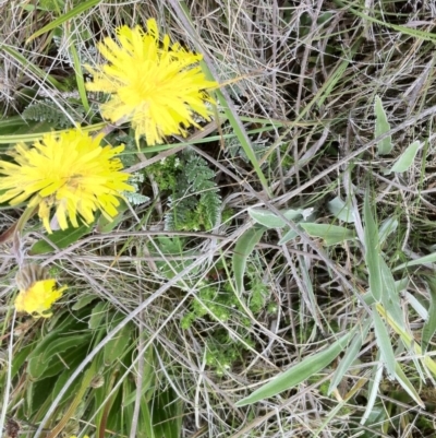 Taraxacum aristum