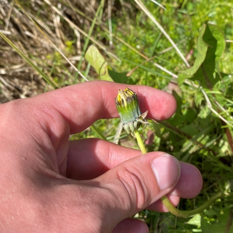 Taraxacum aristum