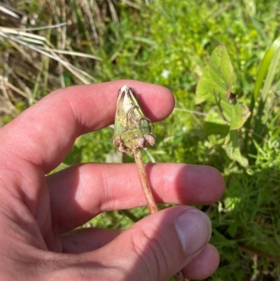 Taraxacum aristum