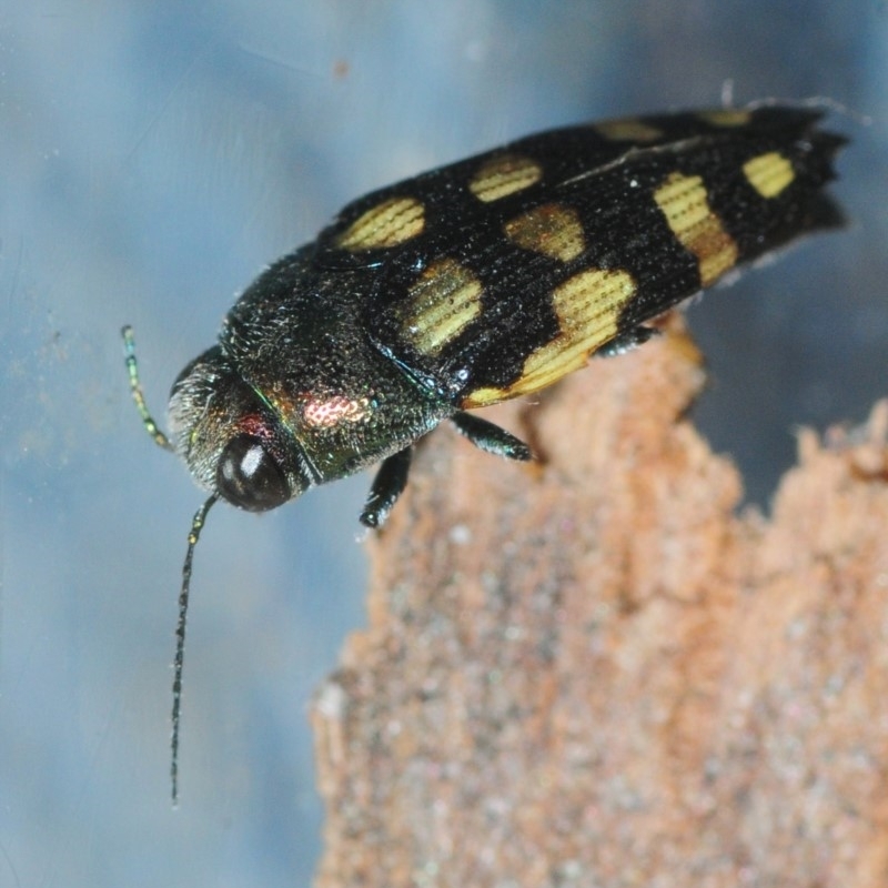 Astraeus (Astraeus) dilutipes