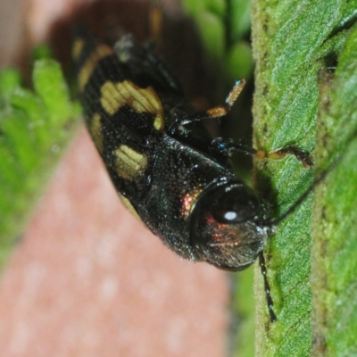 Astraeus (Astraeus) dilutipes