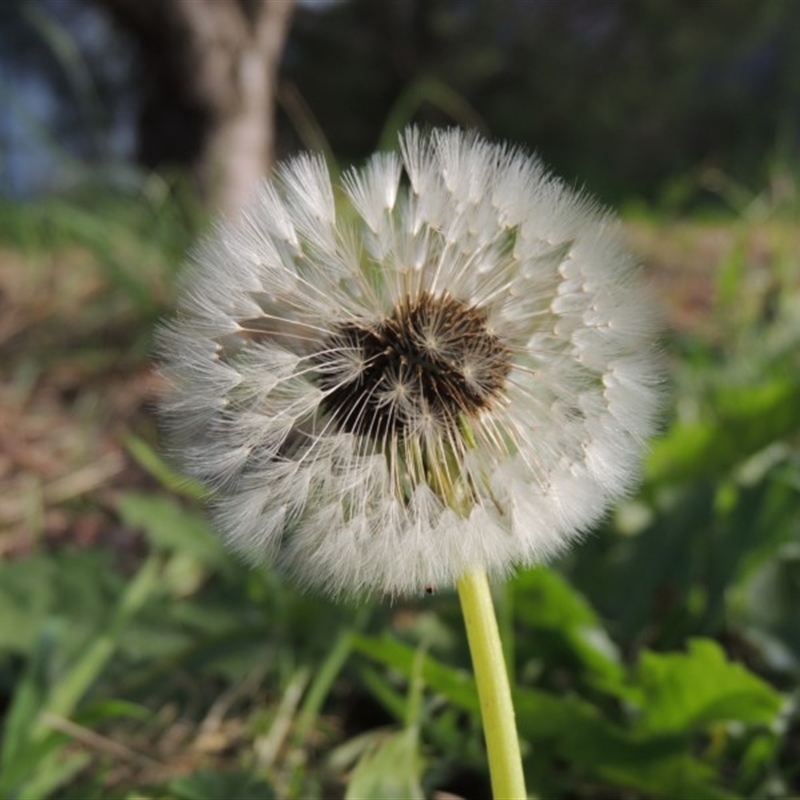 Taraxacum sect. Taraxacum