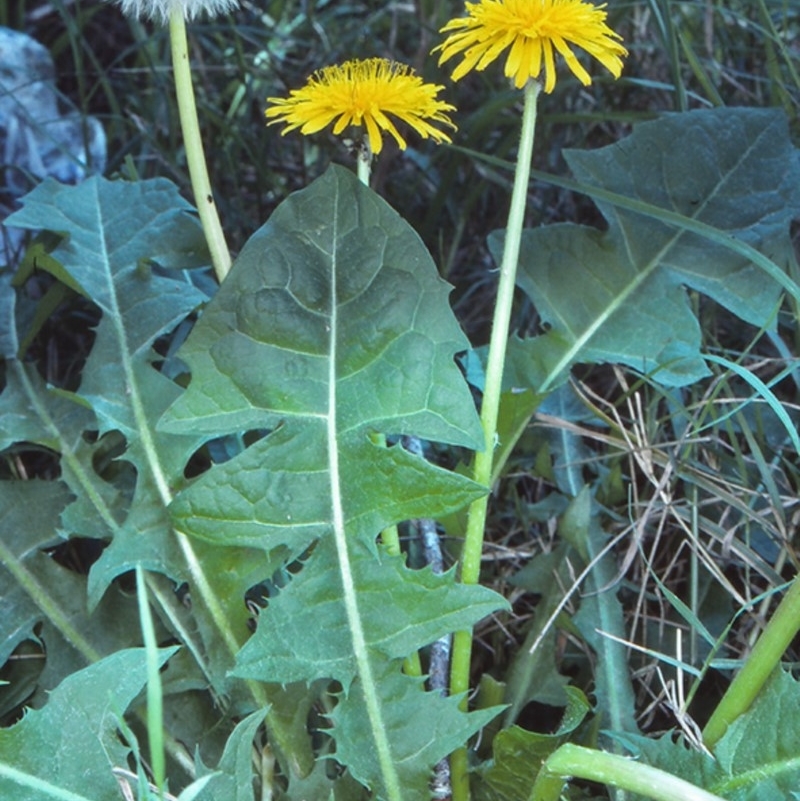 Taraxacum sp.