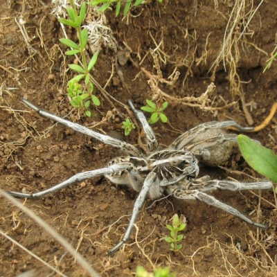 Tasmanicosa sp. (genus)