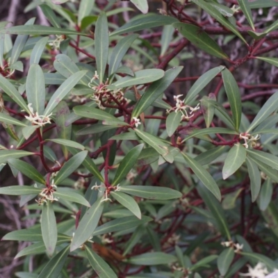 Tasmannia lanceolata