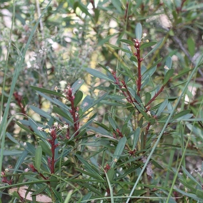 Tasmannia sp.