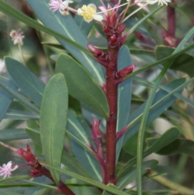 Tasmannia sp.