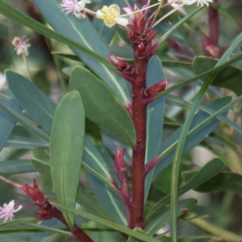 Tasmannia sp.