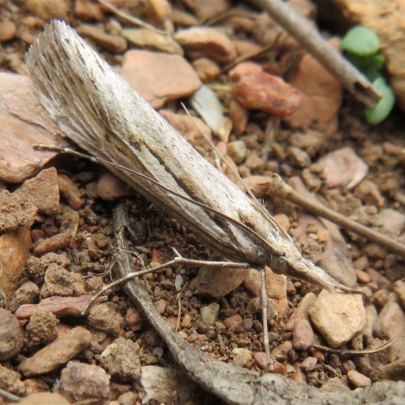 Tawhitia pentadactylus