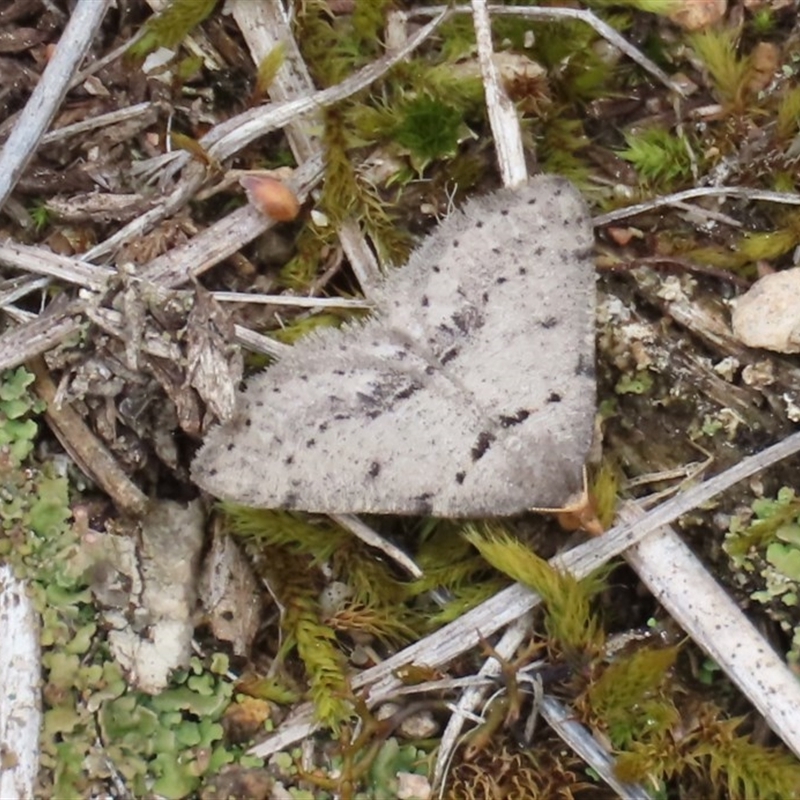 Taxeotis exsectaria