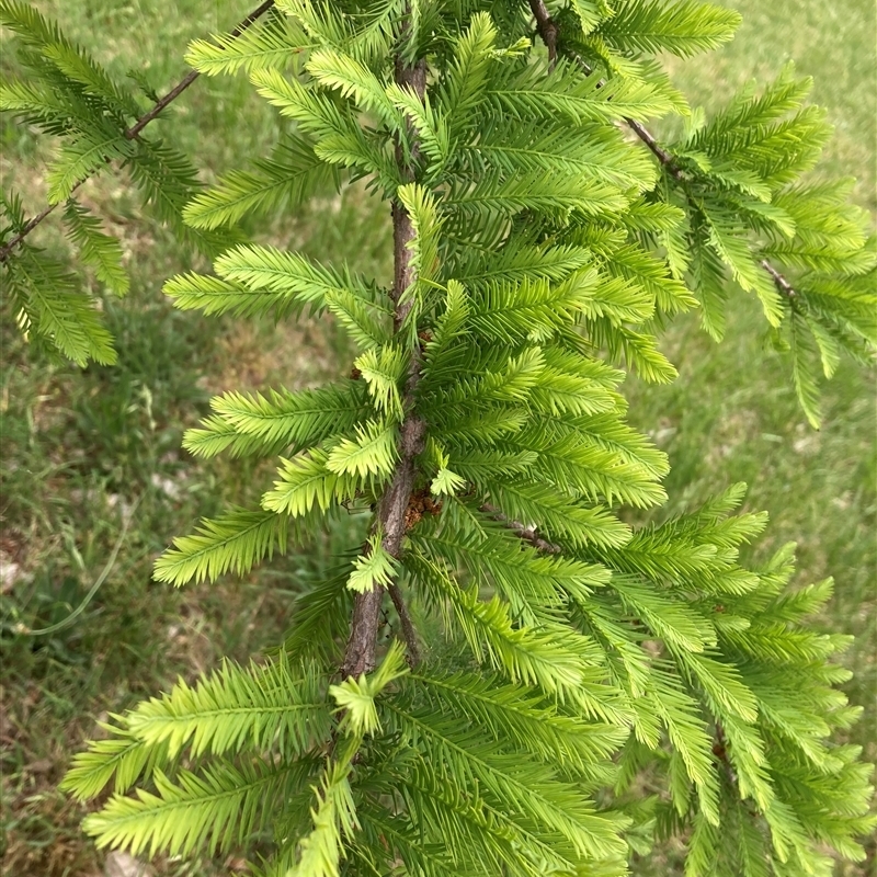 Taxodium distichum