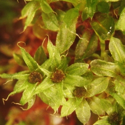 Tayloria octoblepharum