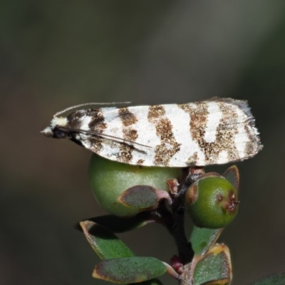 Technitis amoenana