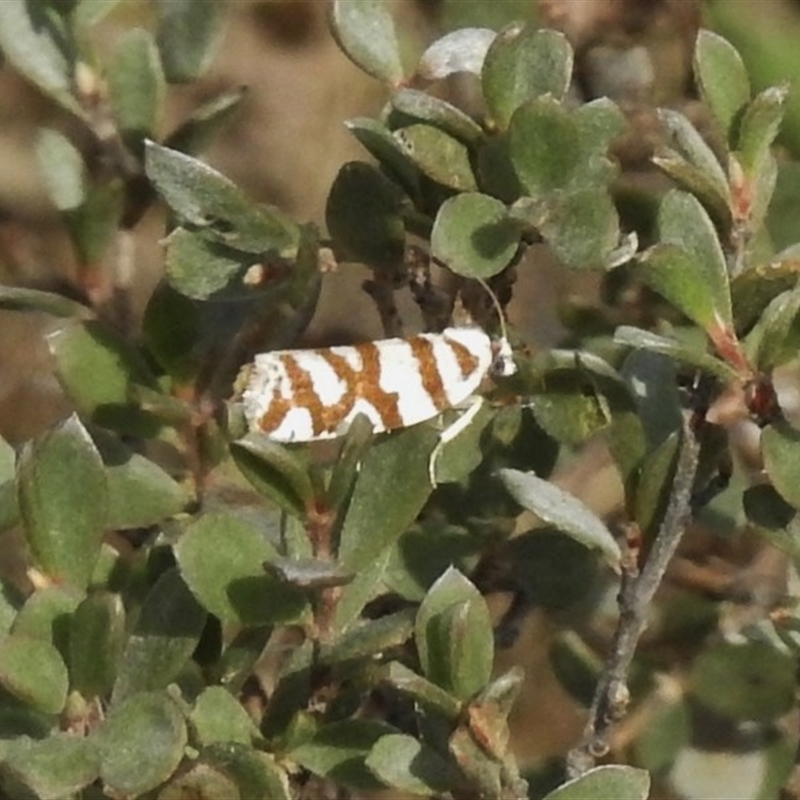 Technitis desmotana