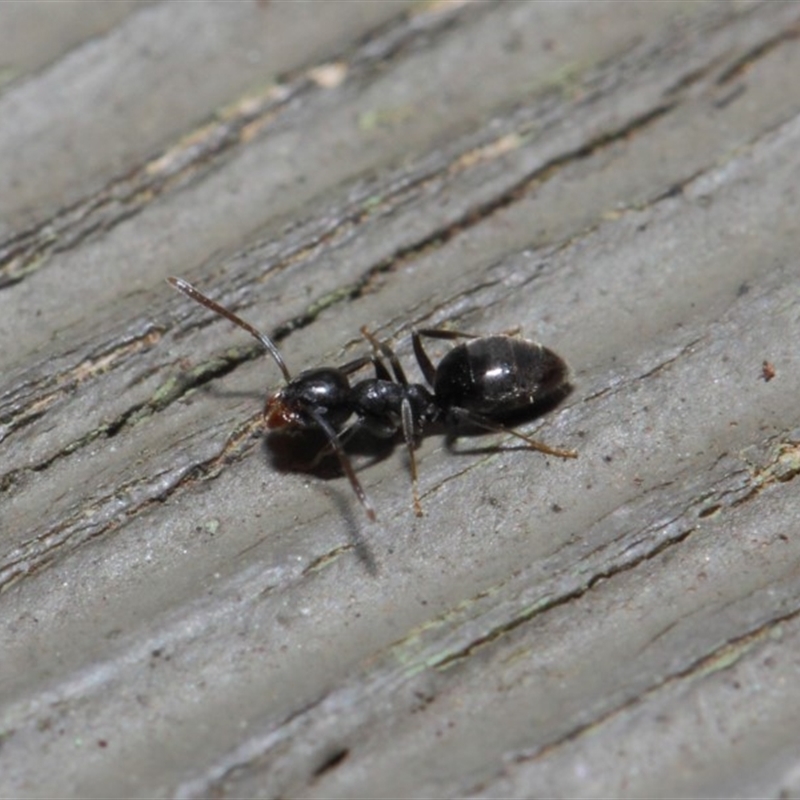 Technomyrmex sp. (genus)