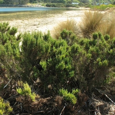 Tecticornia arbuscula