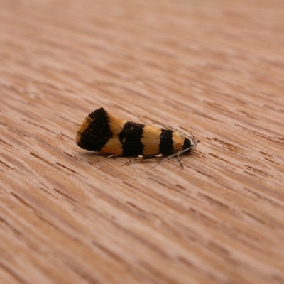 Telecrates melanochrysa