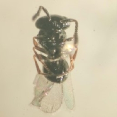 Telenomus sp. (genus)