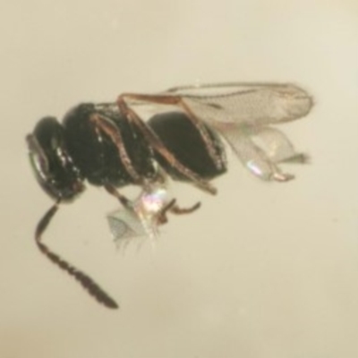 Telenomus sp. (genus)