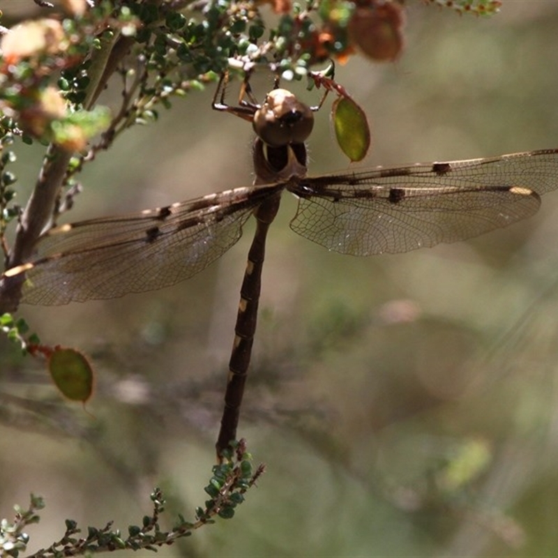 Telephlebia brevicauda