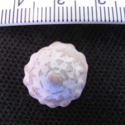 Astralium tentoriiformis