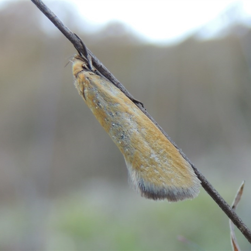 Telocharacta metachroa