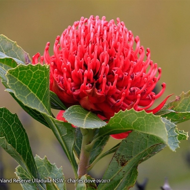 Telopea speciosissima