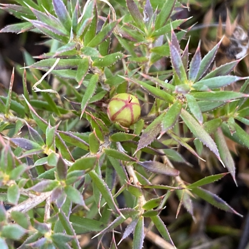 Styphelia humifusum