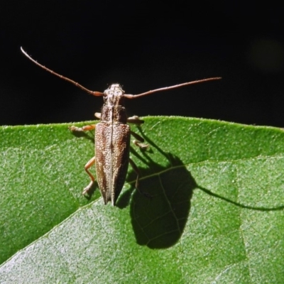 Temnosternus planiusculus