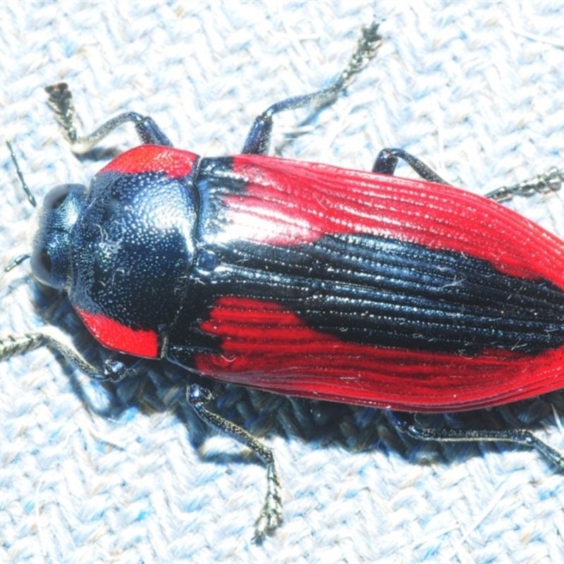 Temognatha rufocyanea