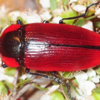 Temognatha sanguinipennis