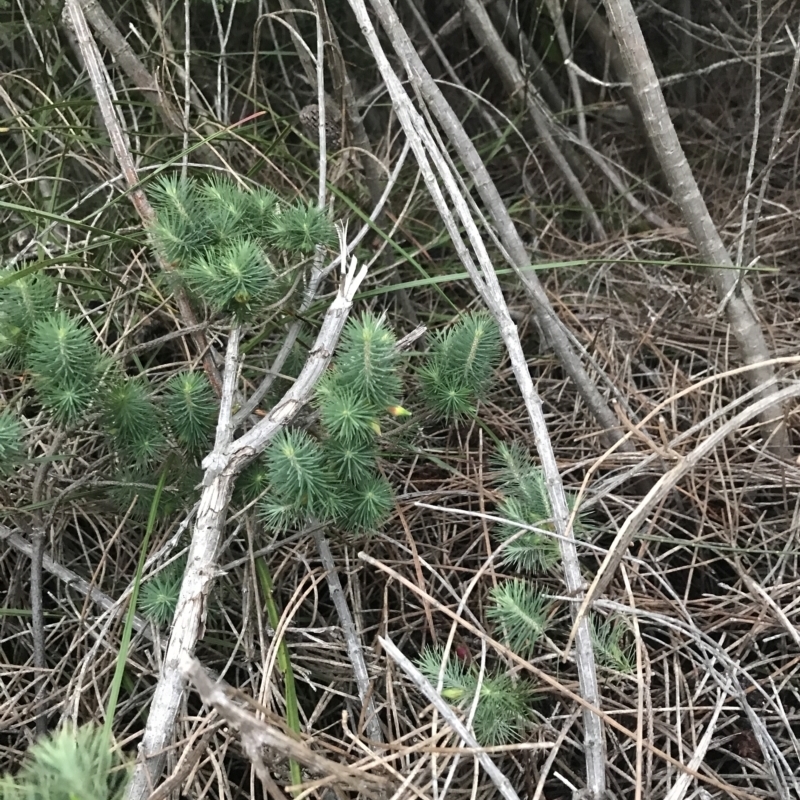 Astroloma pinifolium