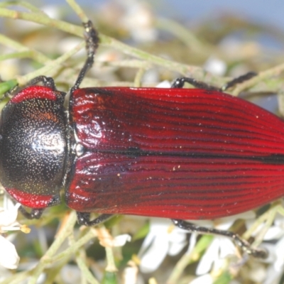 Temognatha variabilis