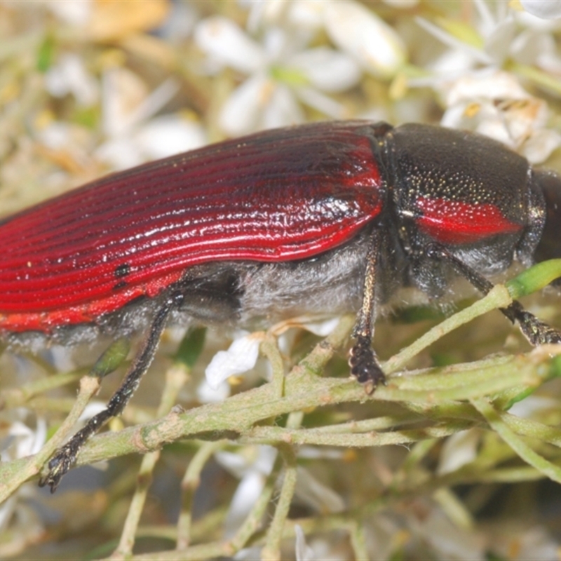 Temognatha variabilis