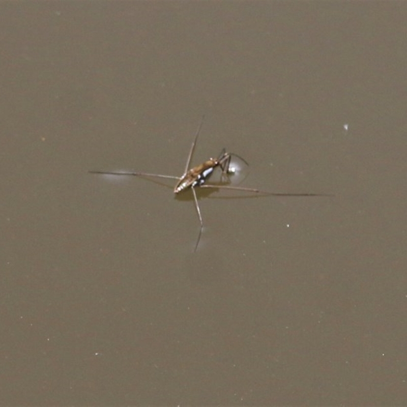 Tenagogerris euphrosyne