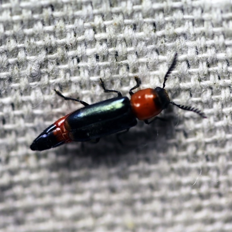 Tenerus abbreviatus