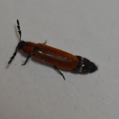 Tenerus sp. (genus)