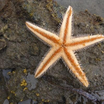 Astropecten vappa