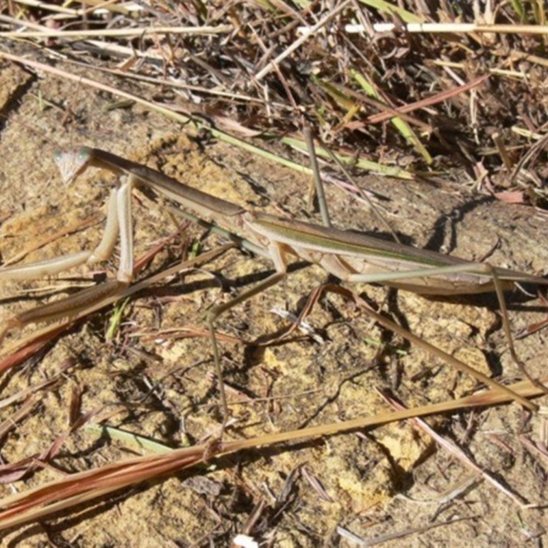 Tenodera australasiae